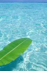 贝西克塔令人瞩目，实力强劲